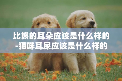 比熊的耳朵應該是什么樣的-貓咪耳屎應該是什么樣的