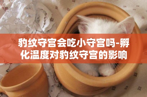 豹紋守宮會吃小守宮嗎-孵化溫度對豹紋守宮的影響