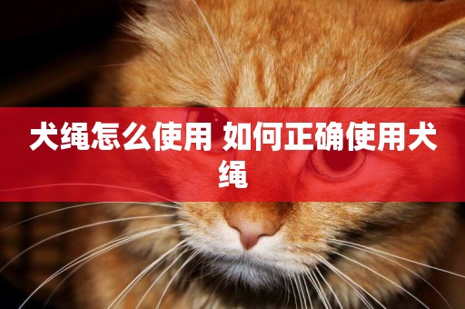 犬繩怎么使用 如何正確使用犬繩