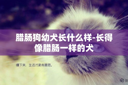 臘腸狗幼犬長什么樣-長得像臘腸一樣的犬