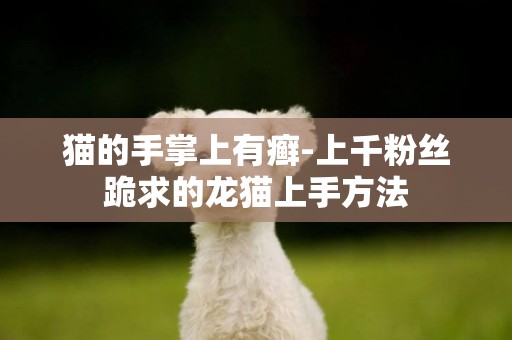 貓的手掌上有癬-上千粉絲跪求的龍貓上手方法