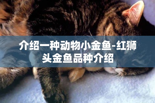 介紹一種動物小金魚-紅獅頭金魚品種介紹
