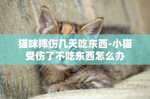 貓咪摔傷幾天吃東西-小貓受傷了不吃東西怎么辦