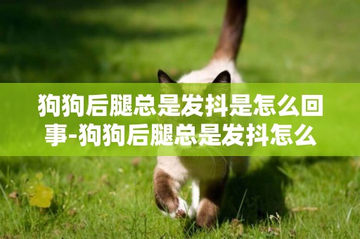 狗狗后腿總是發抖是怎么回事-狗狗后腿總是發抖怎么辦
