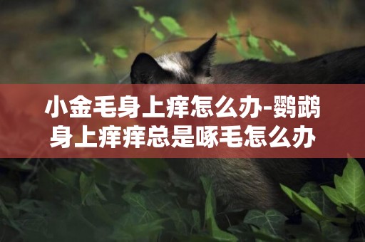 小金毛身上癢怎么辦-鸚鵡身上癢癢總是啄毛怎么辦