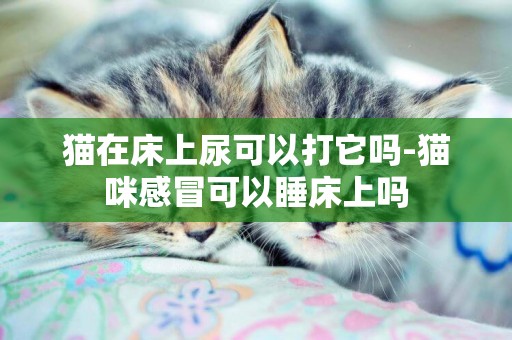 貓在床上尿可以打它嗎-貓咪感冒可以睡床上嗎