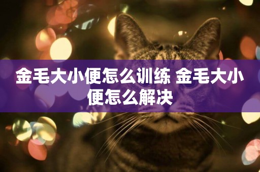 金毛大小便怎么訓練 金毛大小便怎么解決