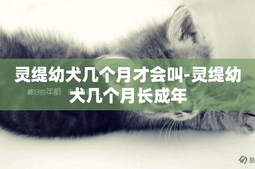 靈緹幼犬幾個月才會叫-靈緹幼犬幾個月長成年