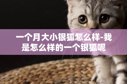 一個月大小銀狐怎么樣-我是怎么樣的一個銀狐呢