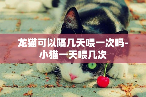 龍貓可以隔幾天喂一次嗎-小貓一天喂幾次