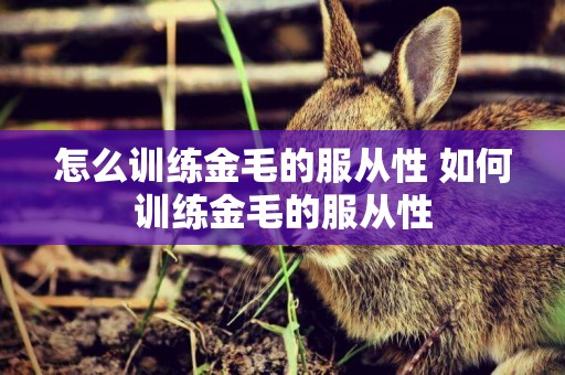 怎么訓練金毛的服從性 如何訓練金毛的服從性