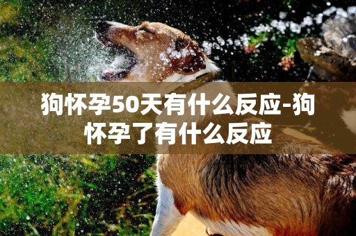 狗懷孕50天有什么反應-狗懷孕了有什么反應