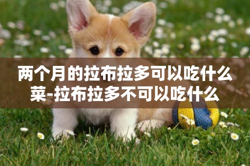 兩個月的拉布拉多可以吃什么菜-拉布拉多不可以吃什么