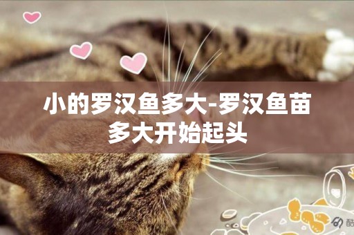 小的羅漢魚多大-羅漢魚苗多大開始起頭