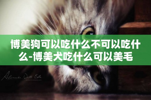 博美狗可以吃什么不可以吃什么-博美犬吃什么可以美毛