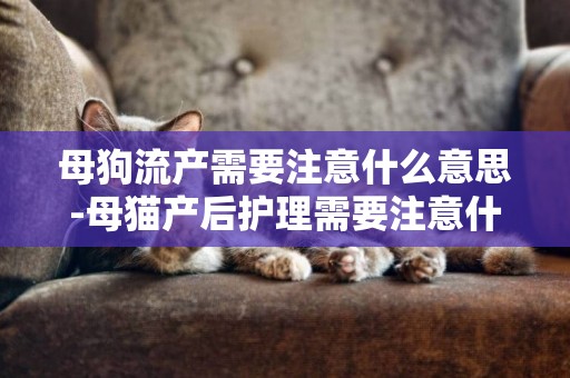 母狗流產需要注意什么意思-母貓產后護理需要注意什么