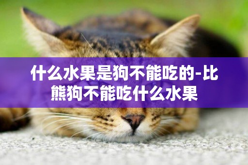 什么水果是狗不能吃的-比熊狗不能吃什么水果
