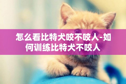 怎么看比特犬咬不咬人-如何訓練比特犬不咬人