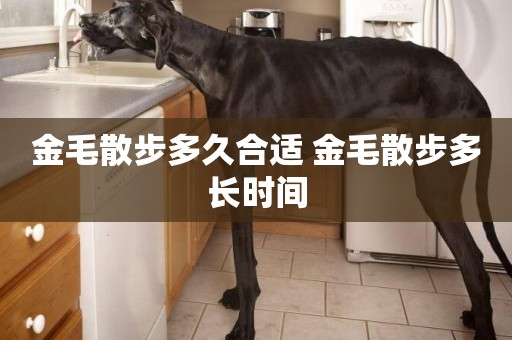 金毛散步多久合適 金毛散步多長時間