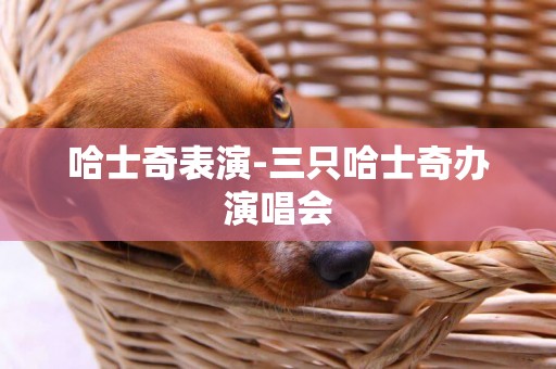 哈士奇表演-三只哈士奇辦演唱會