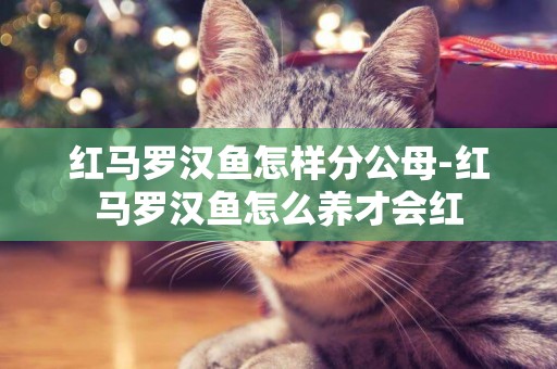 紅馬羅漢魚怎樣分公母-紅馬羅漢魚怎么養才會紅