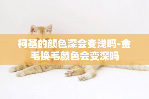 柯基的顏色深會變淺嗎-金毛換毛顏色會變深嗎