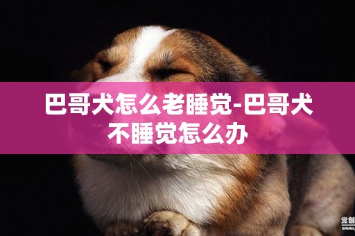 巴哥犬怎么老睡覺-巴哥犬不睡覺怎么辦