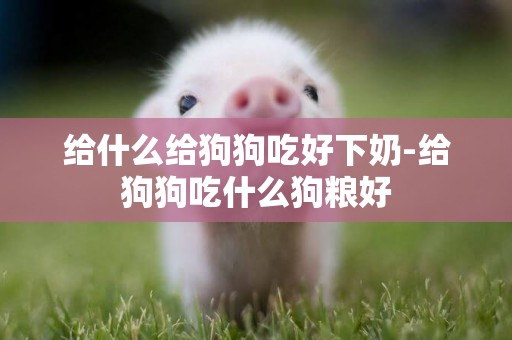 給什么給狗狗吃好下奶-給狗狗吃什么狗糧好