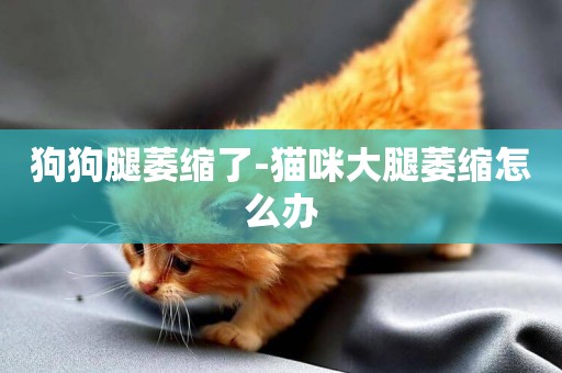 狗狗腿萎縮了-貓咪大腿萎縮怎么辦