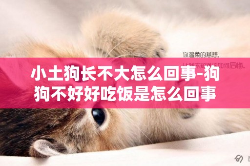小土狗長不大怎么回事-狗狗不好好吃飯是怎么回事