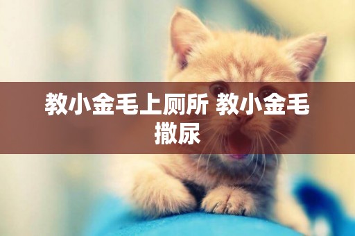 教小金毛上廁所 教小金毛撒尿