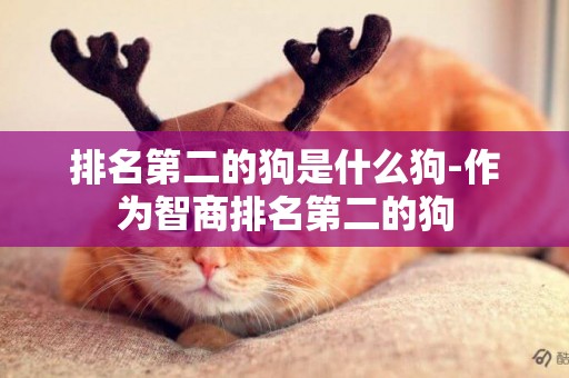 排名第二的狗是什么狗-作為智商排名第二的狗