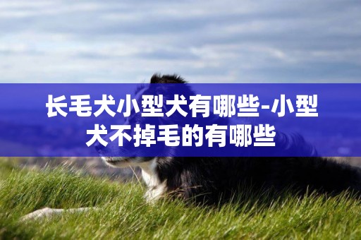 長毛犬小型犬有哪些-小型犬不掉毛的有哪些