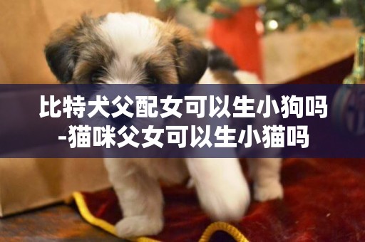 比特犬父配女可以生小狗嗎-貓咪父女可以生小貓嗎