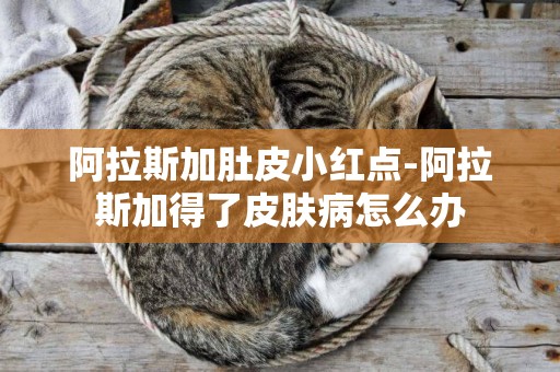 阿拉斯加肚皮小紅點-阿拉斯加得了皮膚病怎么辦