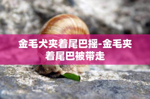 金毛犬夾著尾巴搖-金毛夾著尾巴被帶走