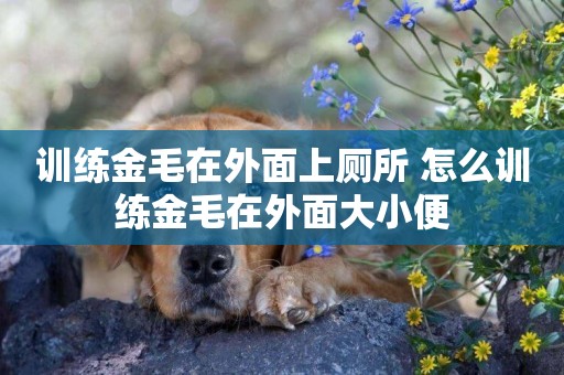 訓練金毛在外面上廁所 怎么訓練金毛在外面大小便