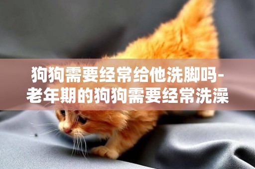 狗狗需要經常給他洗腳嗎-老年期的狗狗需要經常洗澡嗎
