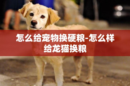怎么給寵物換硬糧-怎么樣給龍貓換糧