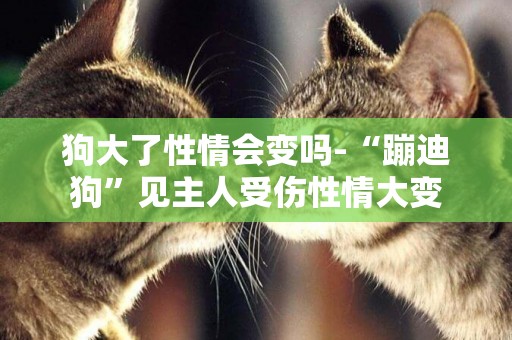 狗大了性情會變嗎-“蹦迪狗”見主人受傷性情大變
