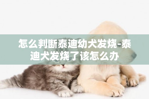 怎么判斷泰迪幼犬發燒-泰迪犬發燒了該怎么辦