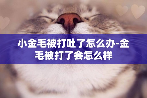 小金毛被打吐了怎么辦-金毛被打了會怎么樣