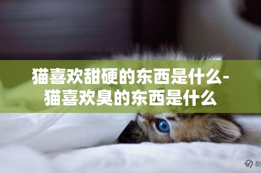 貓喜歡甜硬的東西是什么-貓喜歡臭的東西是什么