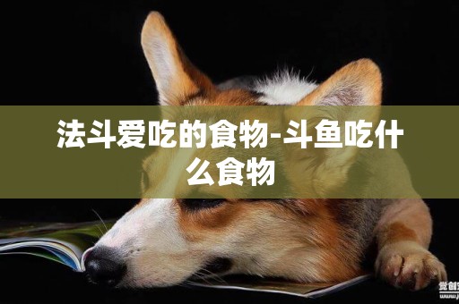 法斗愛吃的食物-斗魚吃什么食物