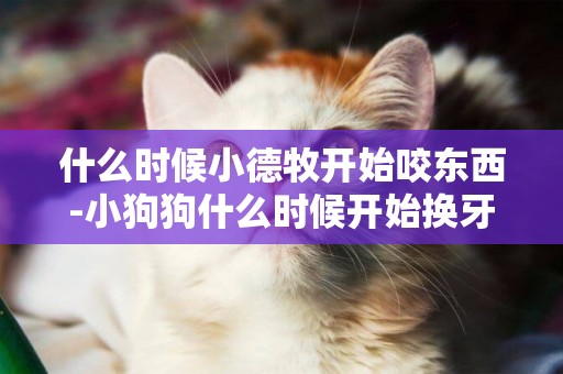 什么時候小德牧開始咬東西-小狗狗什么時候開始換牙咬東西