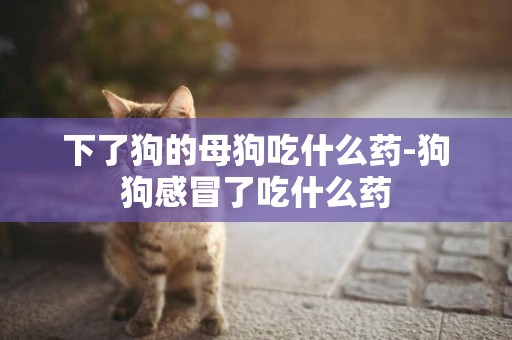 下了狗的母狗吃什么藥-狗狗感冒了吃什么藥