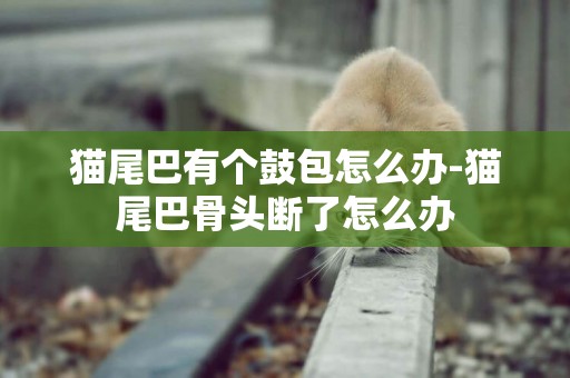 貓尾巴有個鼓包怎么辦-貓尾巴骨頭斷了怎么辦