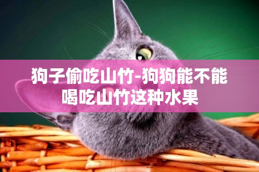 狗子偷吃山竹-狗狗能不能喝吃山竹這種水果
