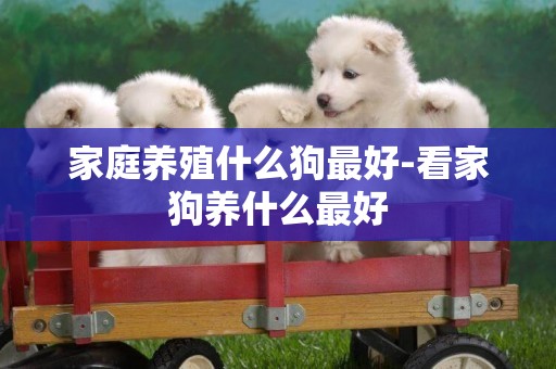 家庭養殖什么狗最好-看家狗養什么最好