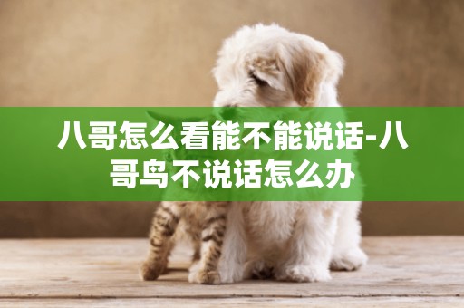八哥怎么看能不能說話-八哥鳥不說話怎么辦